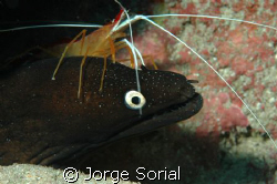 Lady Scarlata and Moray Eel in perfect harmony by Jorge Sorial 